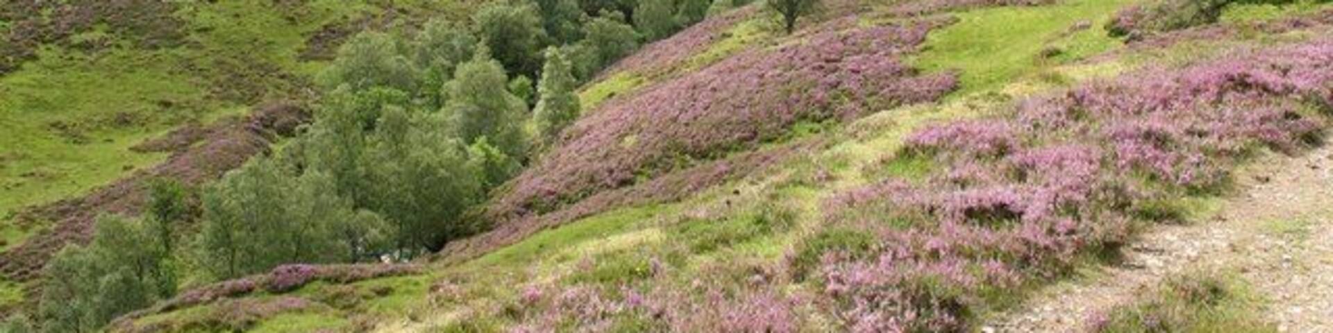 Looking up Glen Ey Heather covered hillsides drop down to a well hidden burn in this view.