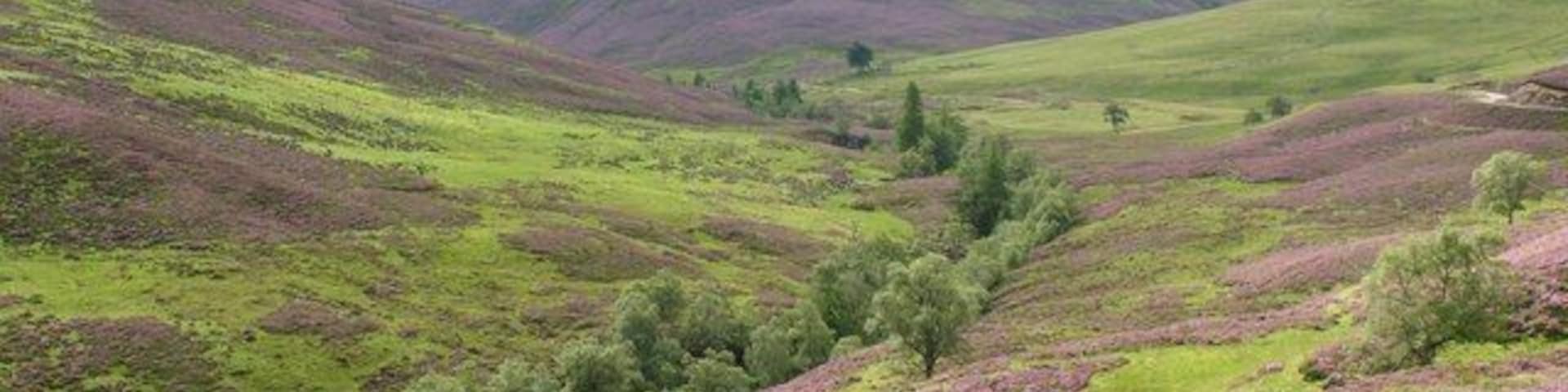 Looking up Glen Ey Heather covered hillsides drop down to a well hidden burn in this view.