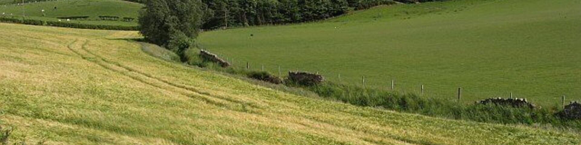 Bilsdean Burn Barley field beside the Bilsdean Burn.