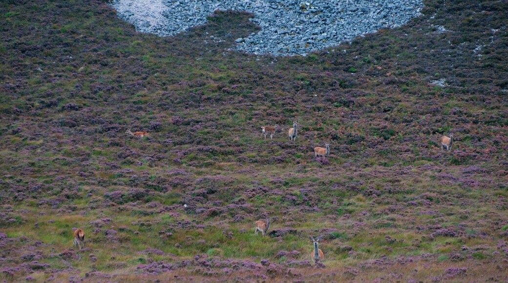 'So, we shopped and walked and then got into the car, set to find the starting point for the trek to Bone Caves, which was a spectacular one, with red deer greeting us on our way back.'