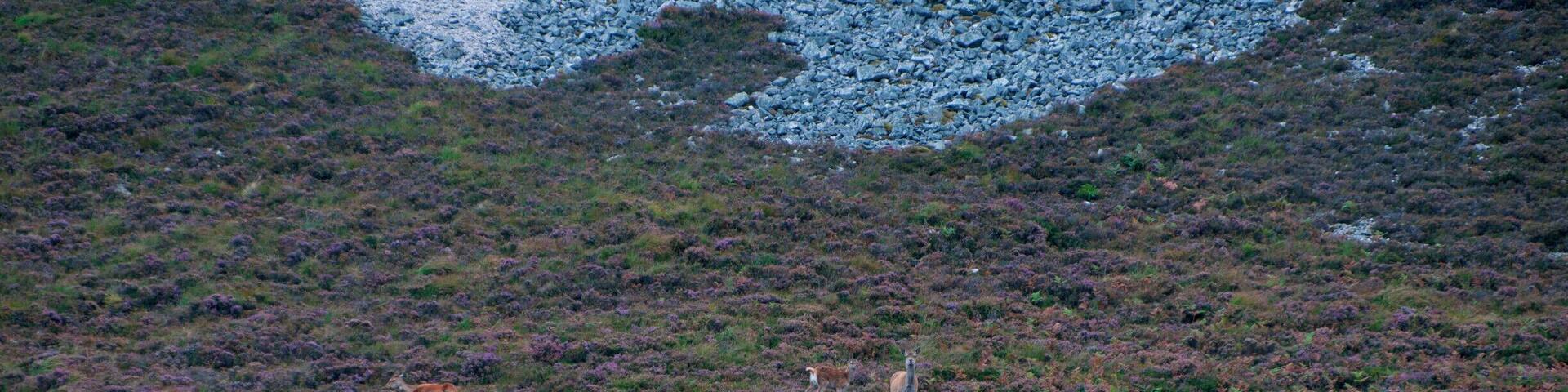 'So, we shopped and walked and then got into the car, set to find the starting point for the trek to Bone Caves, which was a spectacular one, with red deer greeting us on our way back.'