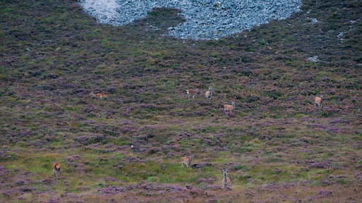 'So, we shopped and walked and then got into the car, set to find the starting point for the trek to Bone Caves, which was a spectacular one, with red deer greeting us on our way back.'