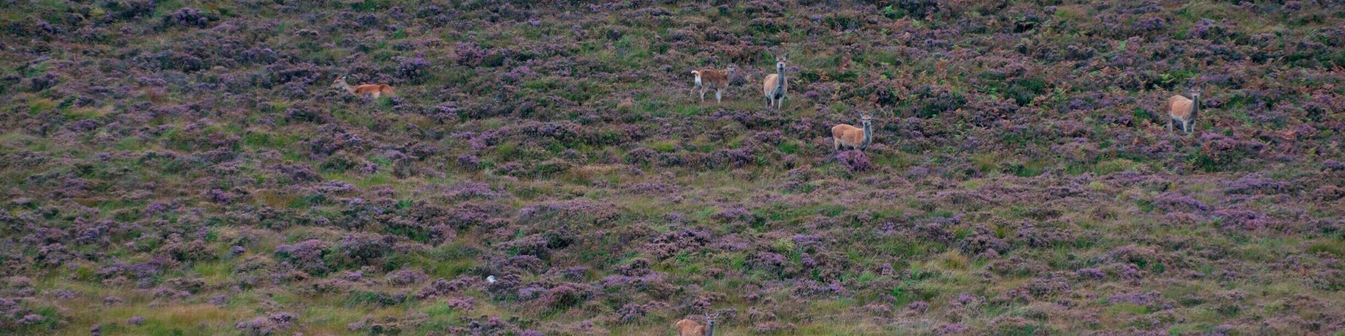 'So, we shopped and walked and then got into the car, set to find the starting point for the trek to Bone Caves, which was a spectacular one, with red deer greeting us on our way back.'