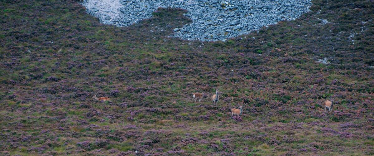 A herd of deer grazing on a heather-covered hillside.