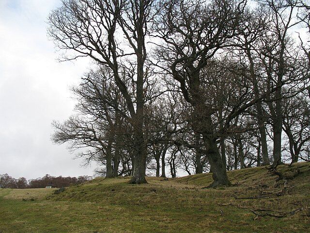 Oakwood, Glen Prosen A small oak wood, not fenced from livestock, just above Glen Prosen village.
