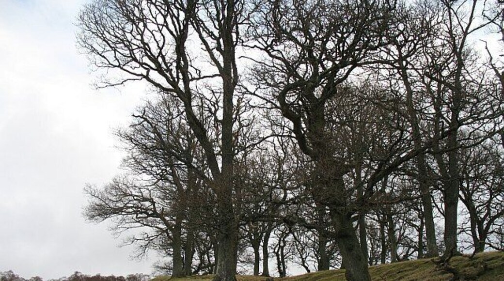 Oakwood, Glen Prosen A small oak wood, not fenced from livestock, just above Glen Prosen village.