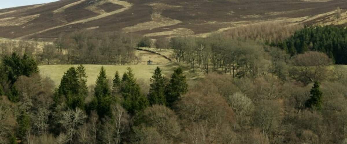A hilly landscape with a mix of coniferous trees and open grassy areas.