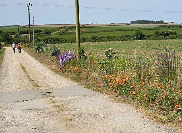 Field with Cultivated Border. The edge of the field along this farm road just outside Illogan Churchtown has been planted with all sorts of colourful flowers.