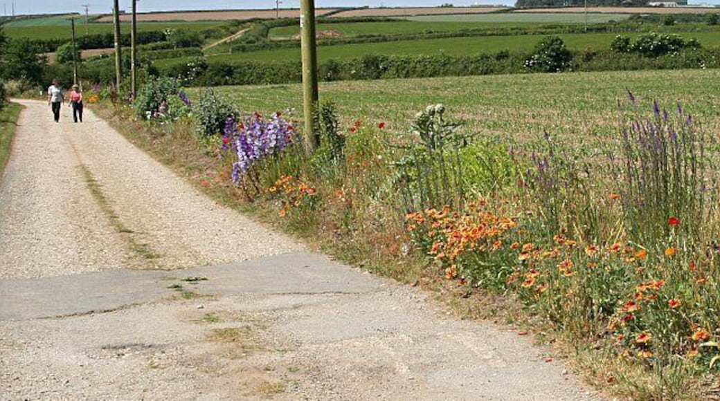 Field with Cultivated Border. The edge of the field along this farm road just outside Illogan Churchtown has been planted with all sorts of colourful flowers.