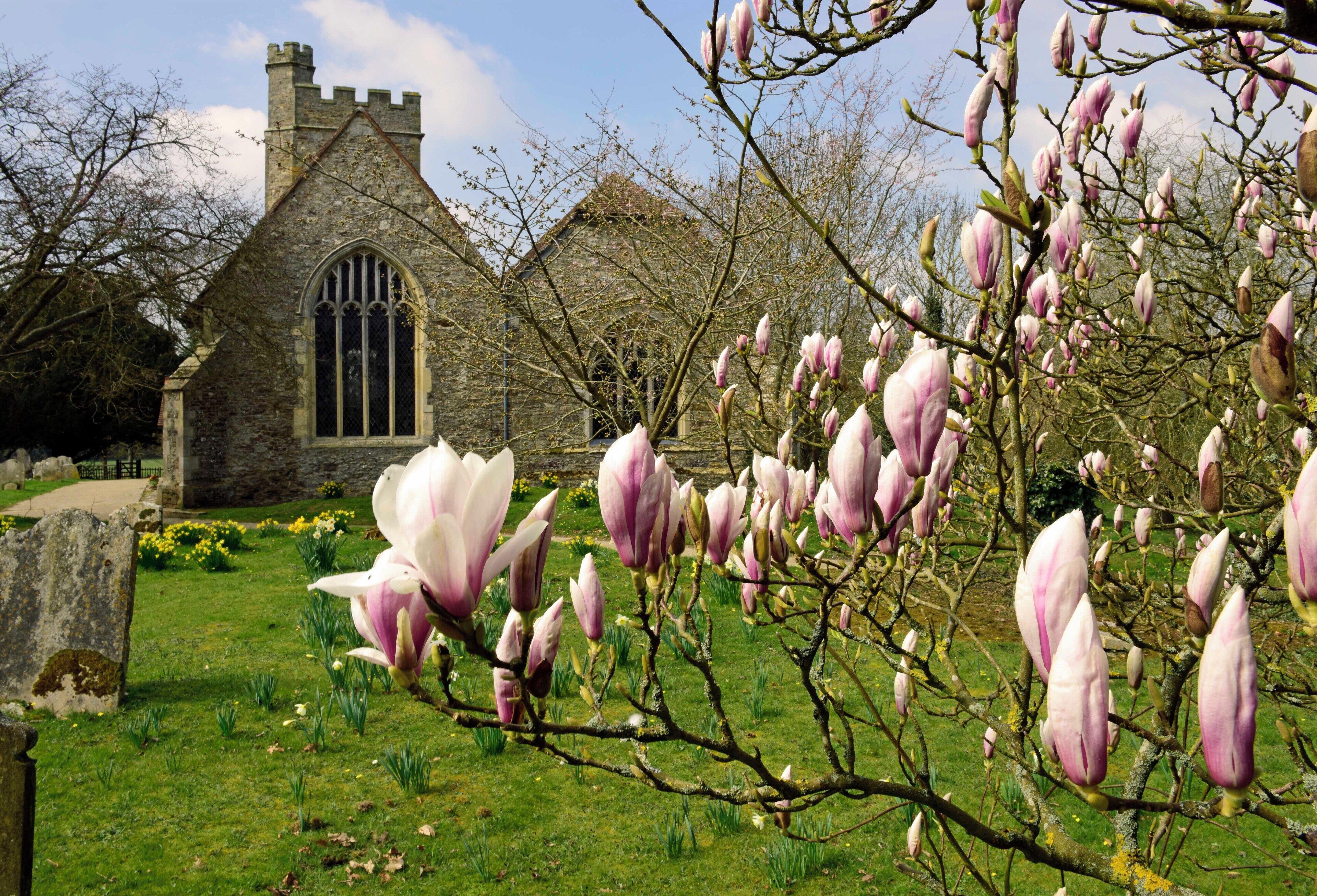 The Magnolia tree finally blossoms in the All Saints churchyard.