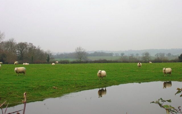 Reflective Sheep, Bosney Farm Taken from the footpath with the Isle of Oxney in the background.