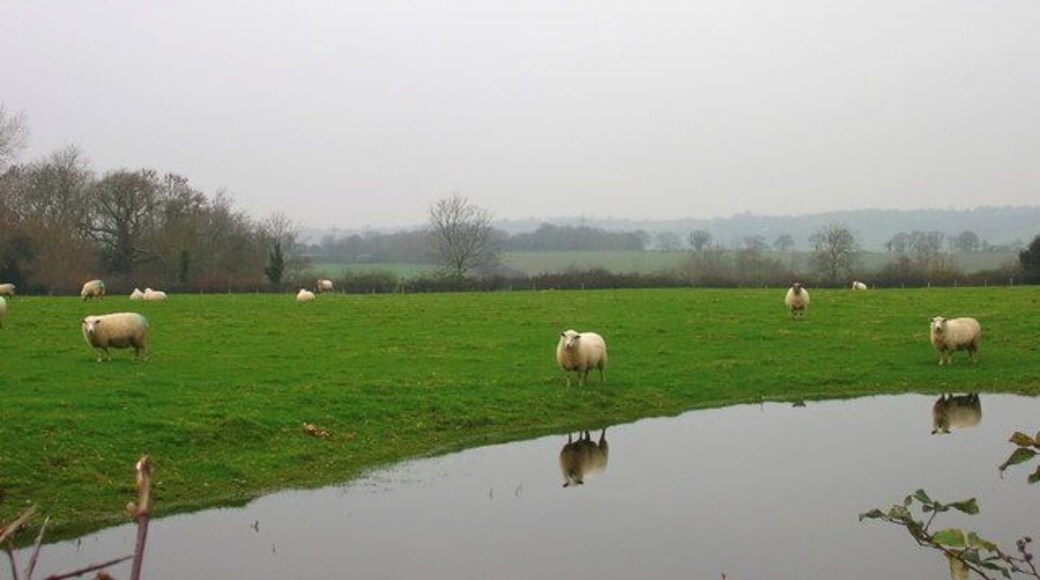 Reflective Sheep, Bosney Farm Taken from the footpath with the Isle of Oxney in the background.