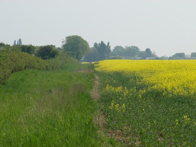 Field and Hedgerow Rape crop in flower. The red blob in the middle of the screen is a bird scarer.