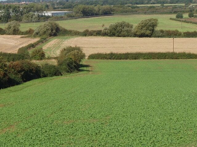Field of oilseed rape seedlings, Garsington. View down from Garsington hill towards Horspath.
