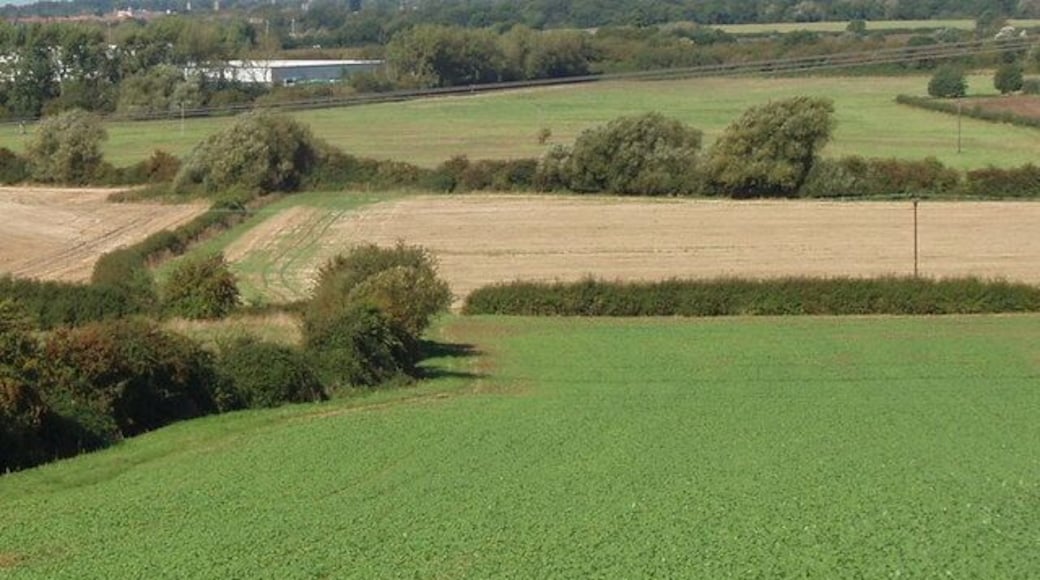 Field of oilseed rape seedlings, Garsington. View down from Garsington hill towards Horspath.