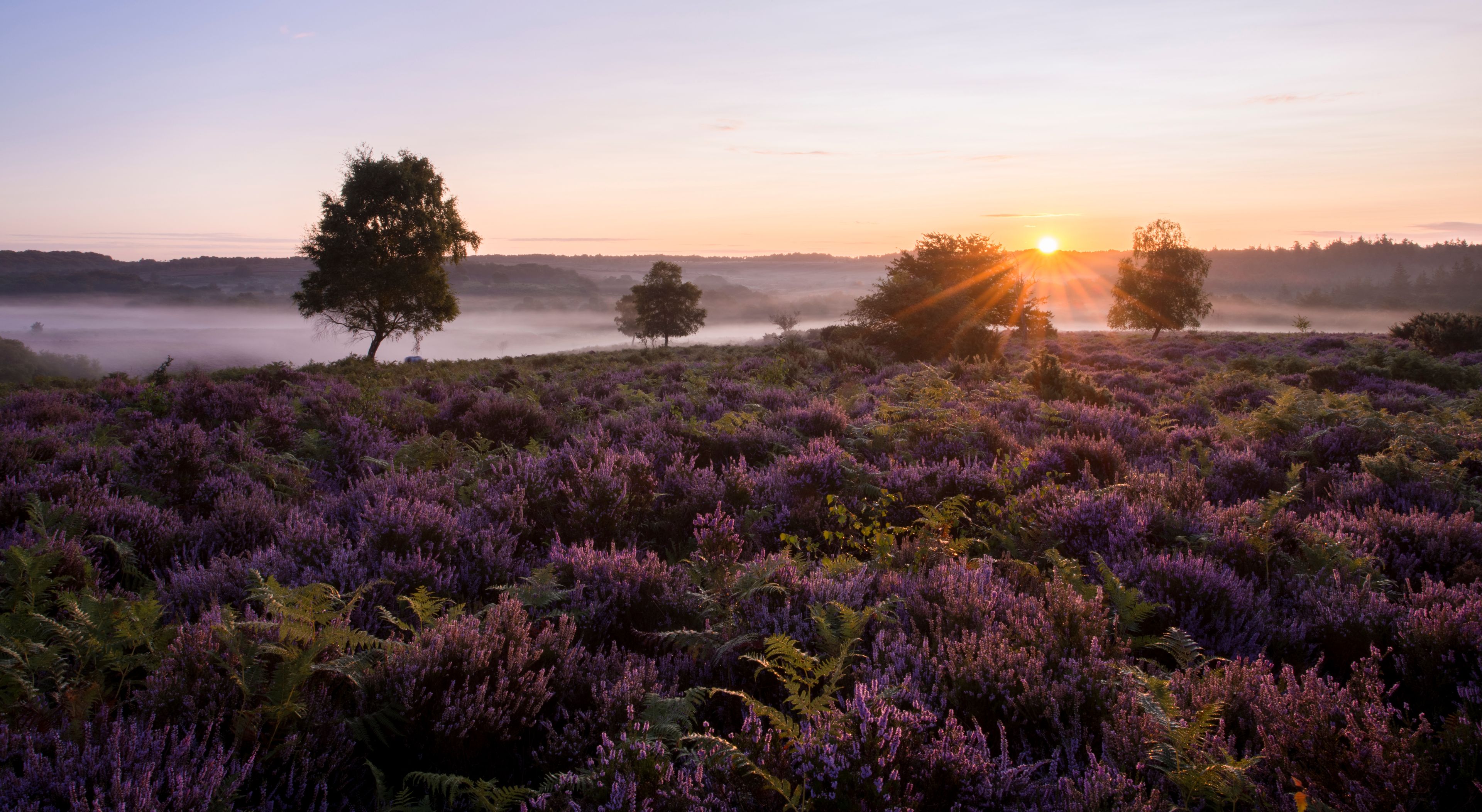 Een lavendelveld bij zonsopkomst met bomen en een nevelige horizon.