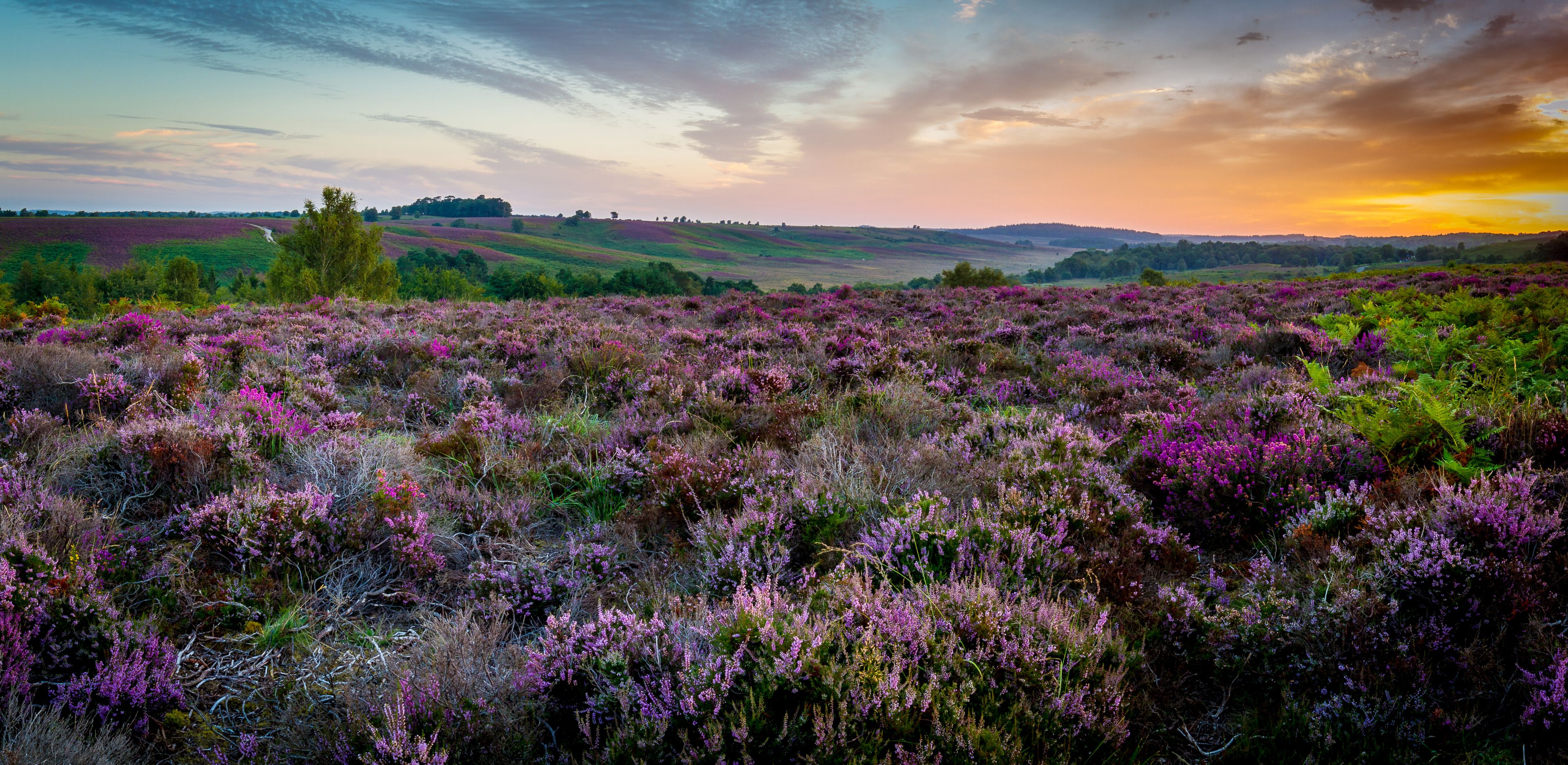 Een veld met paarse heide, met glooiende heuvels op de achtergrond en een zonsondergang.