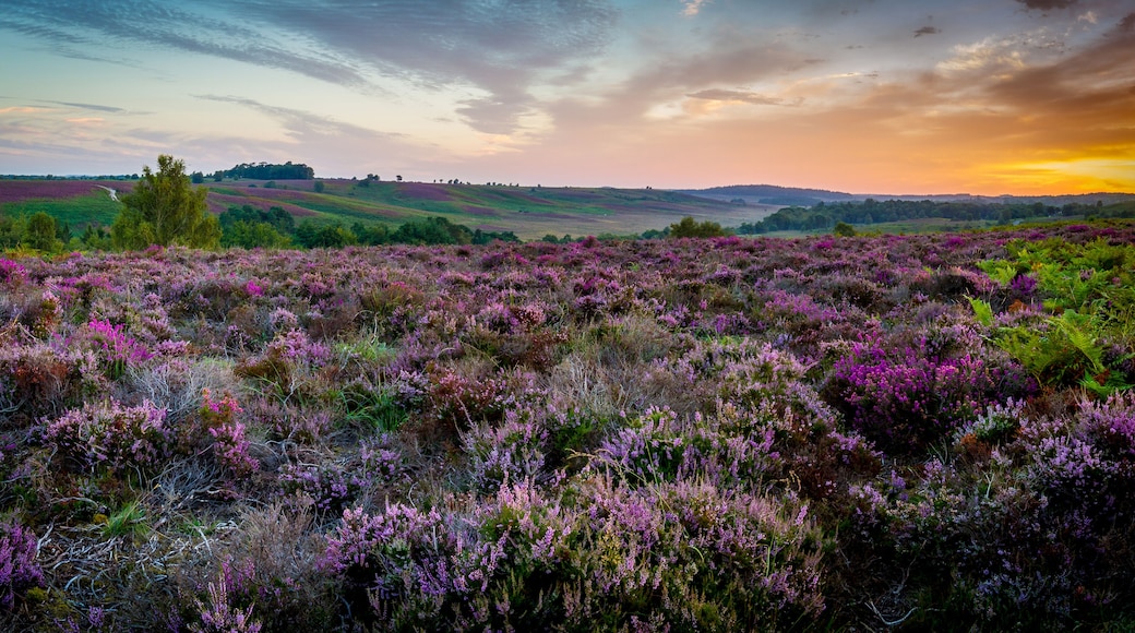Een veld met paarse heide, met glooiende heuvels op de achtergrond en een zonsondergang.