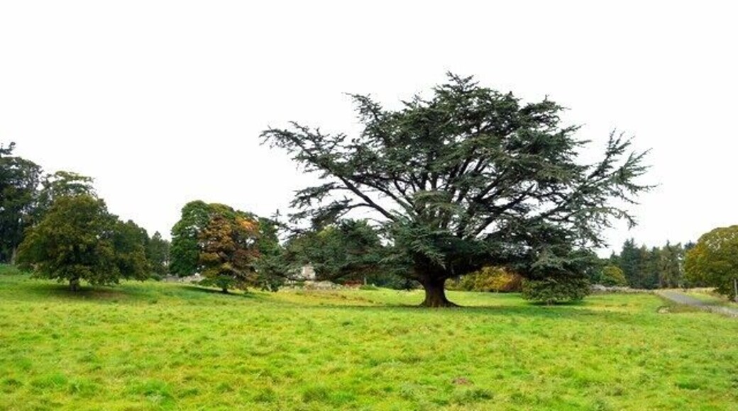 Parkland south of Holystone Grange