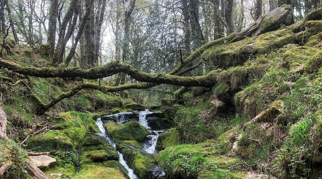 Venford valley to East Dart.