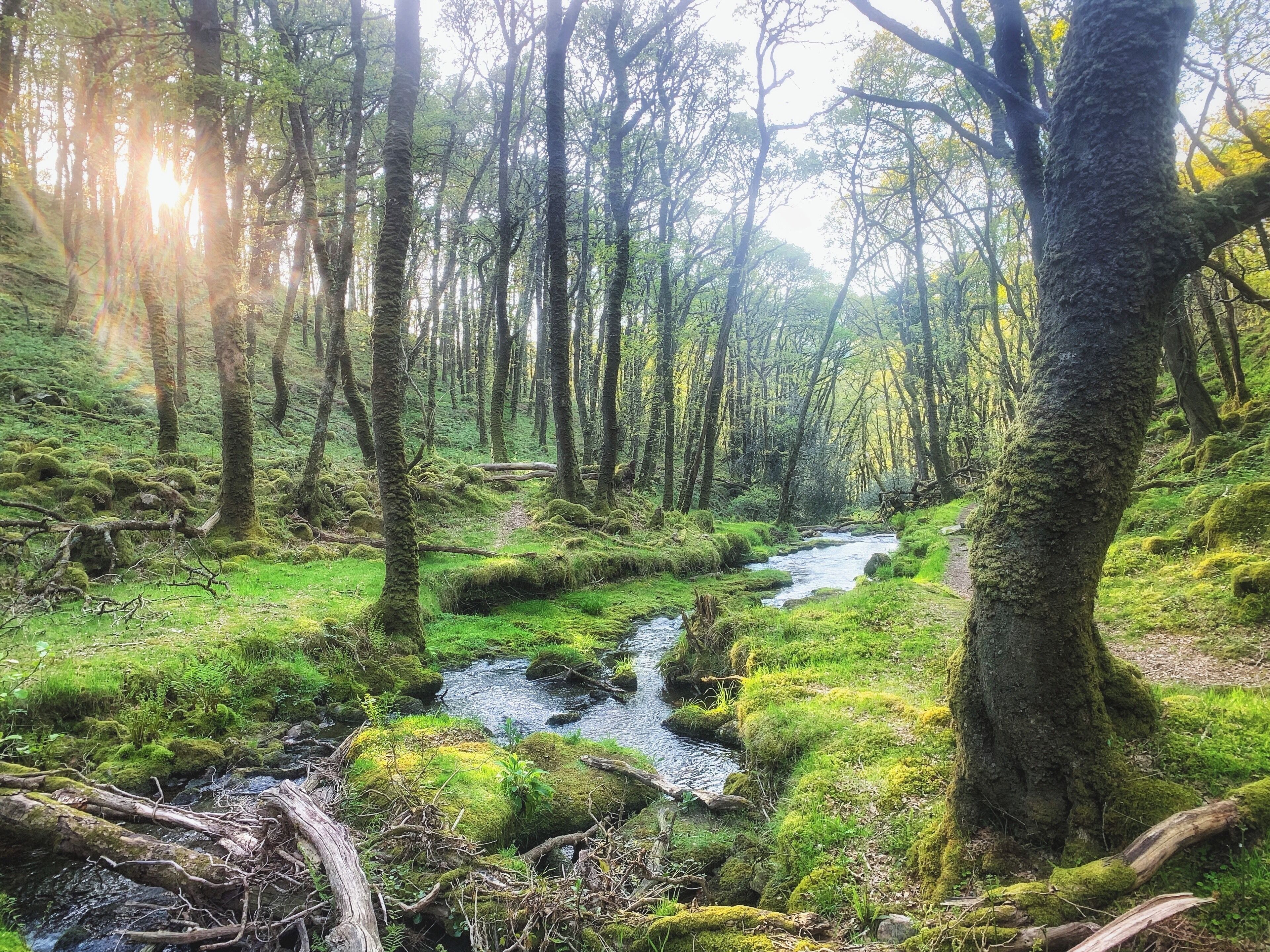 Venford Gorge to East Dart