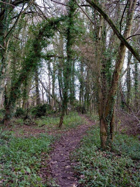 Footpath between pub and church A footpath goes through the trees which does not seem to be a regular route to the church.