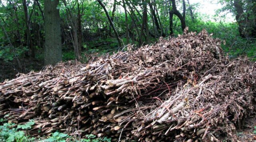 Bundles of sticks - detail