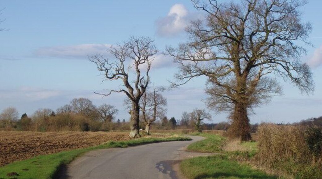 Winter landscape In winter, the stark and curious shapes of the ancient trees in the open countryside of North Norfolk take on a bold and dramatic appearance. In just eight weeks they will be in full leaf.