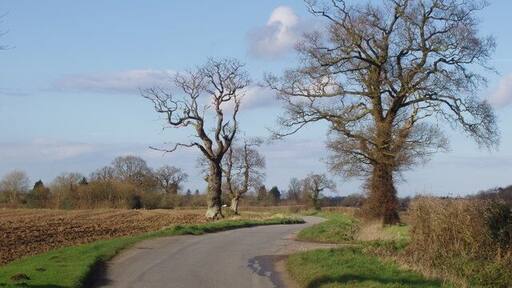Winter landscape In winter, the stark and curious shapes of the ancient trees in the open countryside of North Norfolk take on a bold and dramatic appearance. In just eight weeks they will be in full leaf.