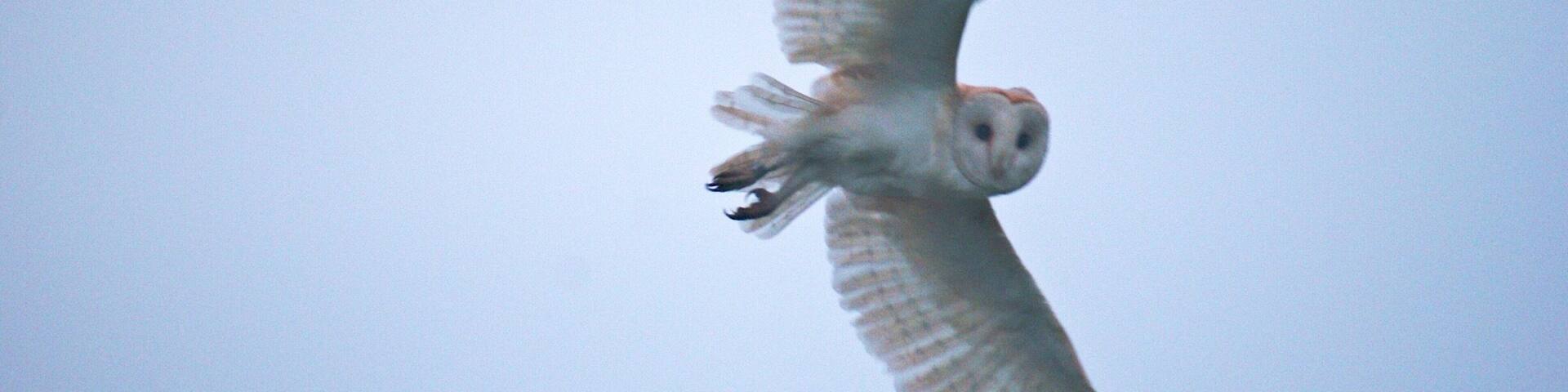 Barn Owl very suprised to see me !!!