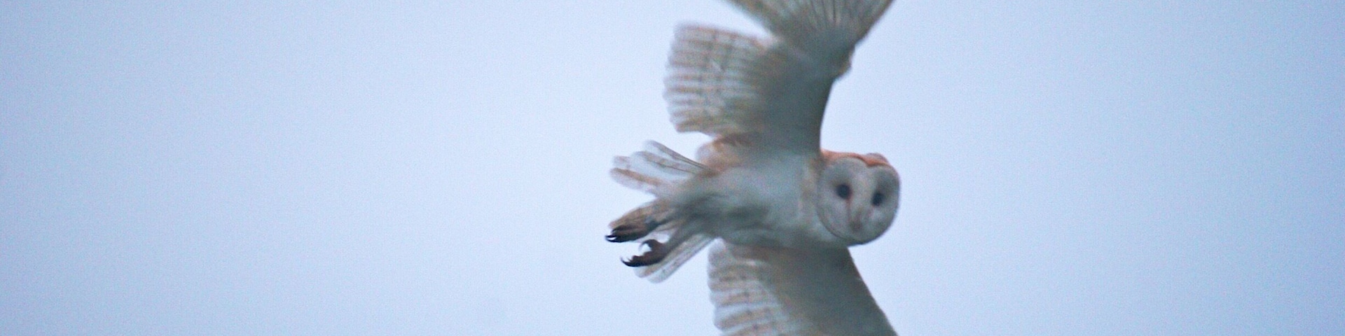 Barn Owl very suprised to see me !!!