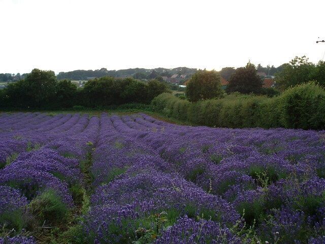A lavender field with rows of purple flowers, surrounded by trees and houses in the background.