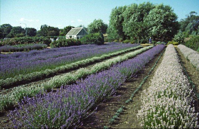 Lavender Fields at Norfolk Lavender, Heacham, Norfolk Lavender Fields, showing the different colours of the various types of lavender grown in these fields. I was told when I went there that some of the plants were 60 years old and they are cut back each year to allow new growth.