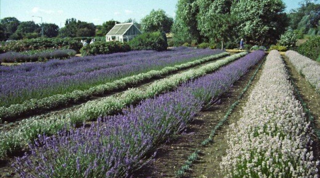 Lavender Fields at Norfolk Lavender, Heacham, Norfolk Lavender Fields, showing the different colours of the various types of lavender grown in these fields. I was told when I went there that some of the plants were 60 years old and they are cut back each year to allow new growth.