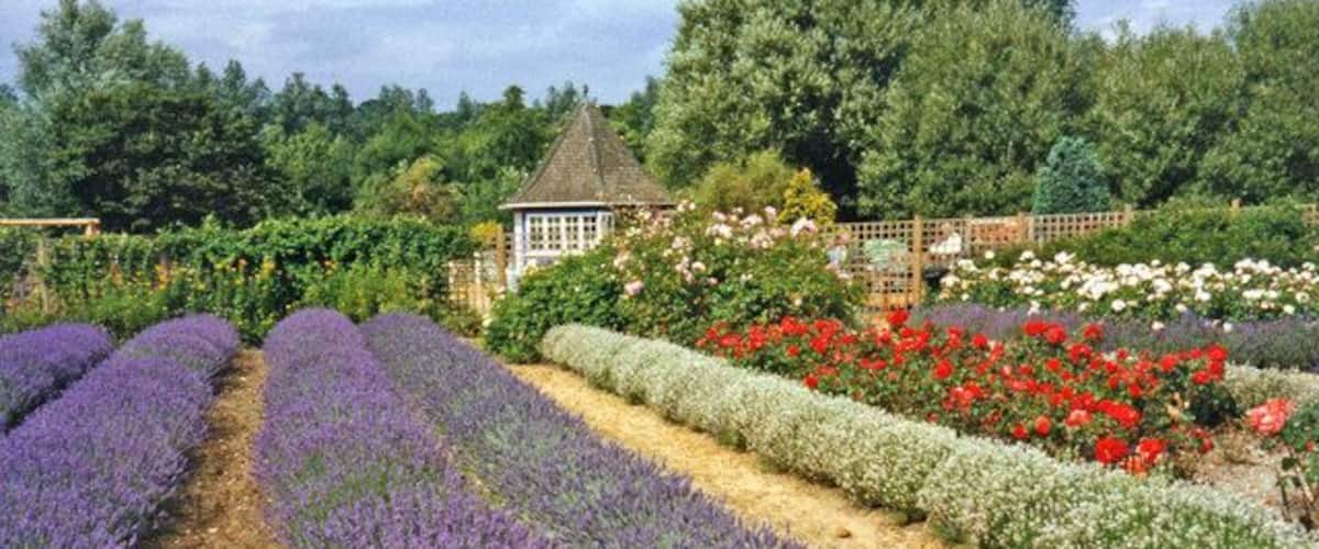 Lavender Beds at Norfolk Lavender, Heacham, Norfolk As well as the usual purple lavender, you can see some white lavender on the right hand side of the image. The lavender plants are many years old and are cut down ruthlessly every year.