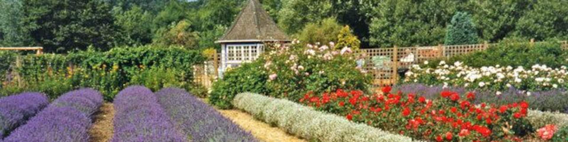 Lavender Beds at Norfolk Lavender, Heacham, Norfolk As well as the usual purple lavender, you can see some white lavender on the right hand side of the image. The lavender plants are many years old and are cut down ruthlessly every year.