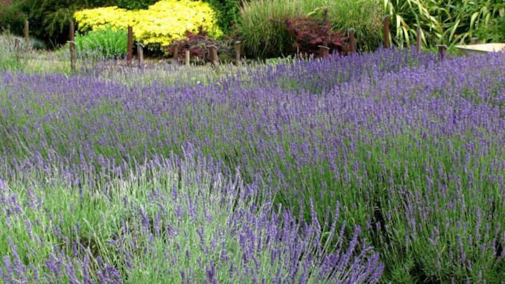 A field of lavender with a yellow flower bed in the background.