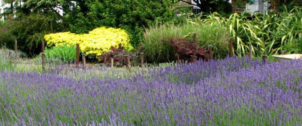 Un champ de lavande avec, au fond, un parterre de fleurs jaunes.