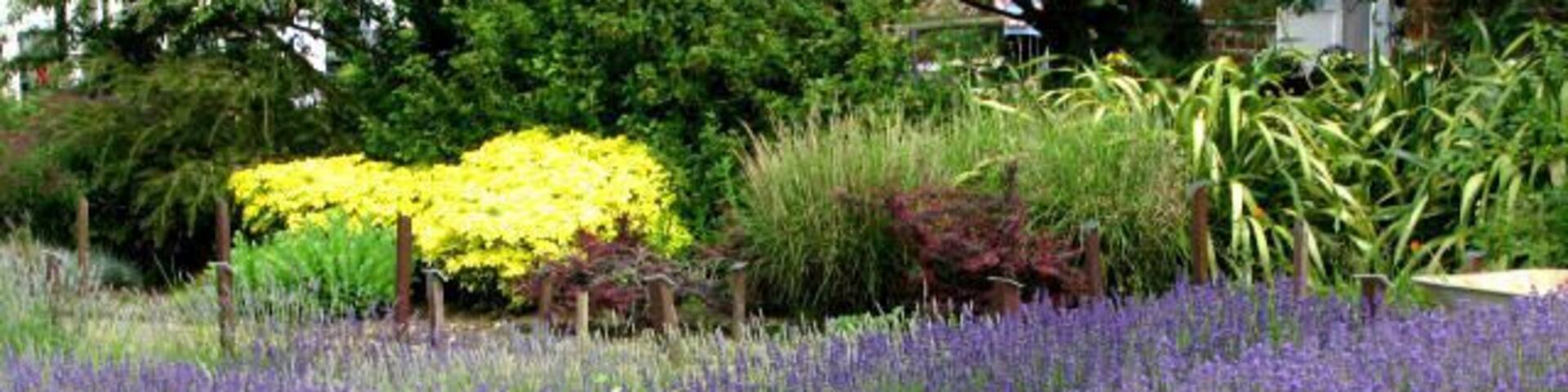 A field of lavender with a yellow flower bed in the background.
