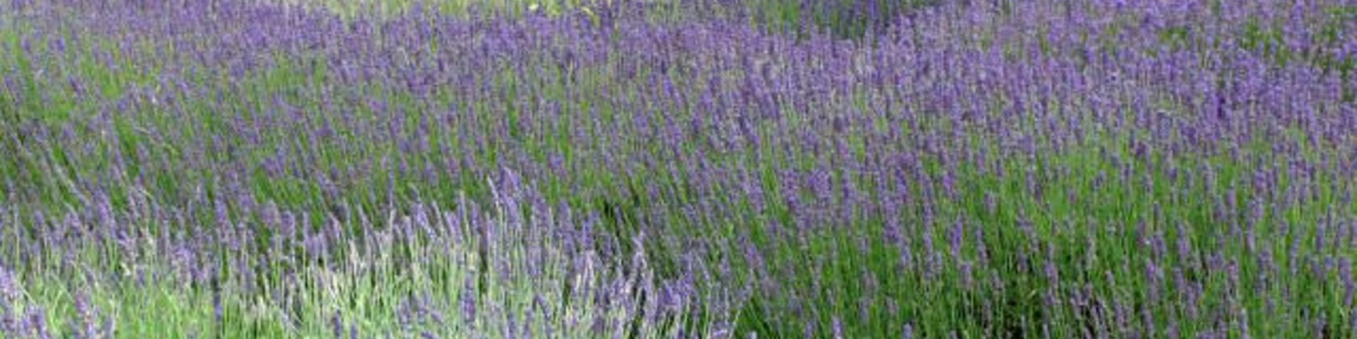 Un campo de lavanda con un parterre amarillo al fondo.