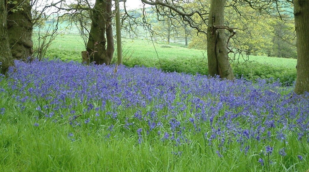Bluebell carpet