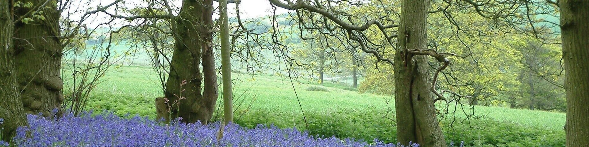 Bluebell carpet