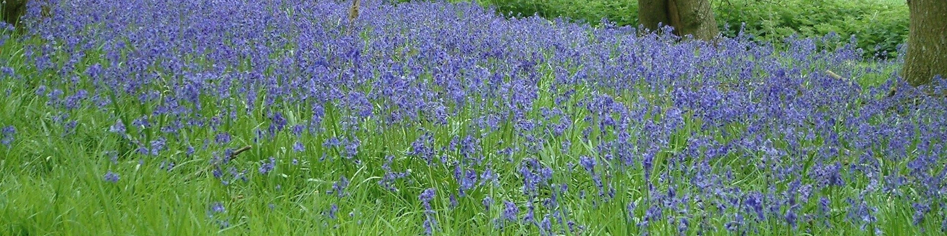 Bluebell carpet