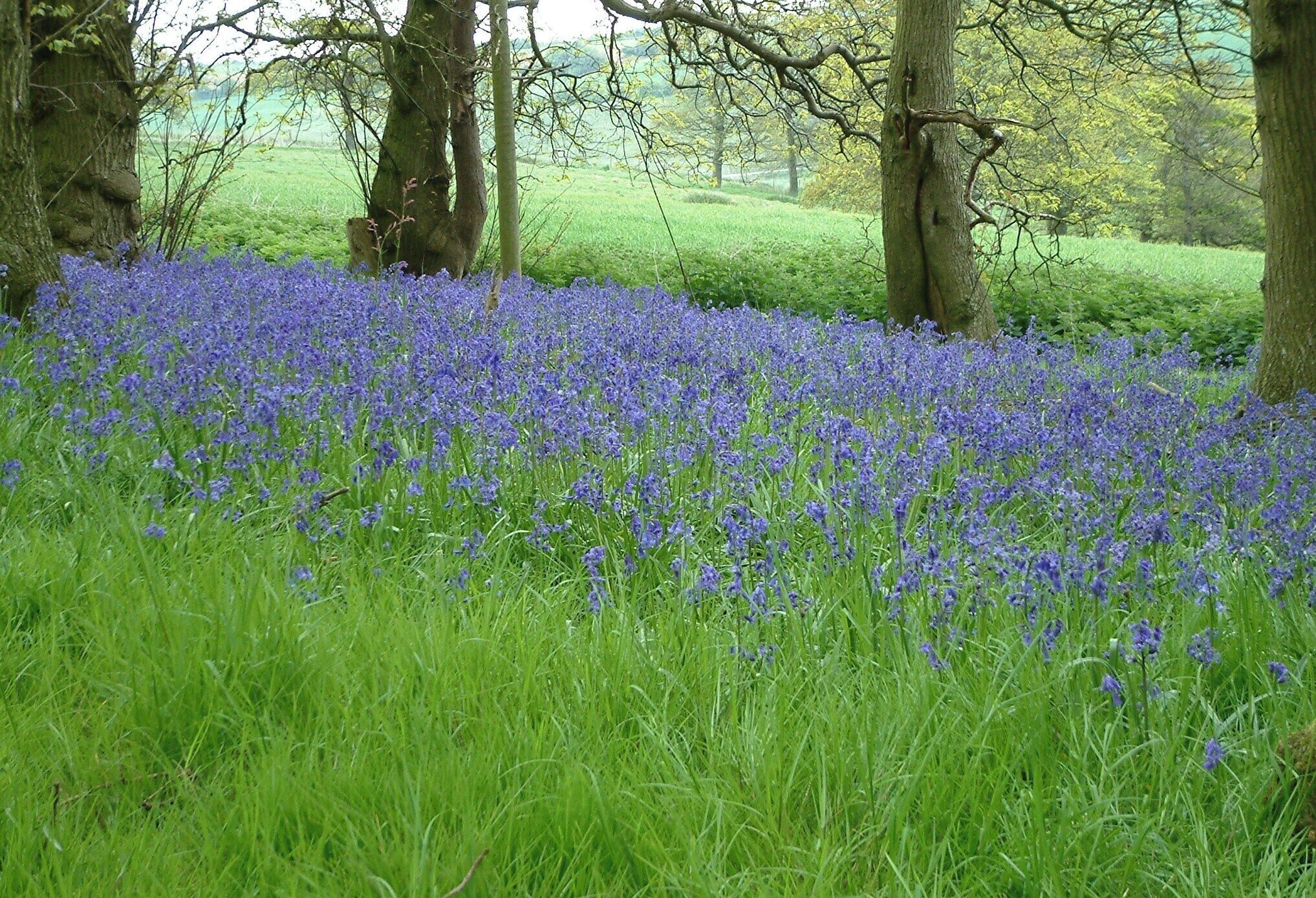 A field of bluebells surrounded by trees.