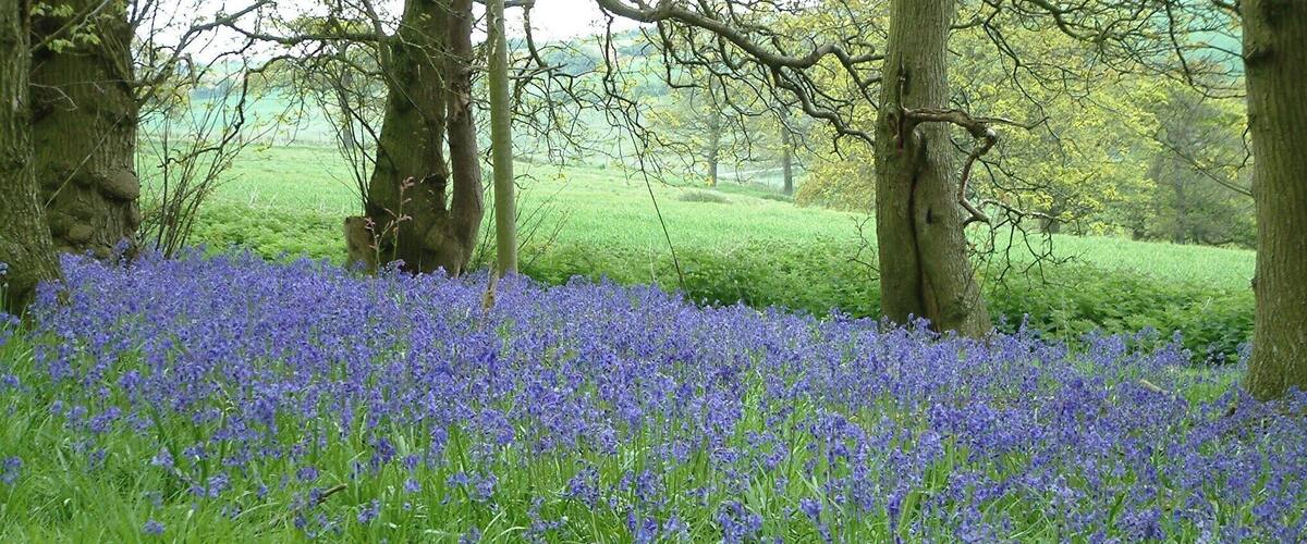 A field of bluebells surrounded by trees.