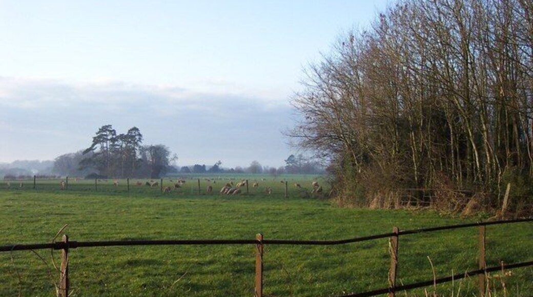 Sheep in the deerpark
