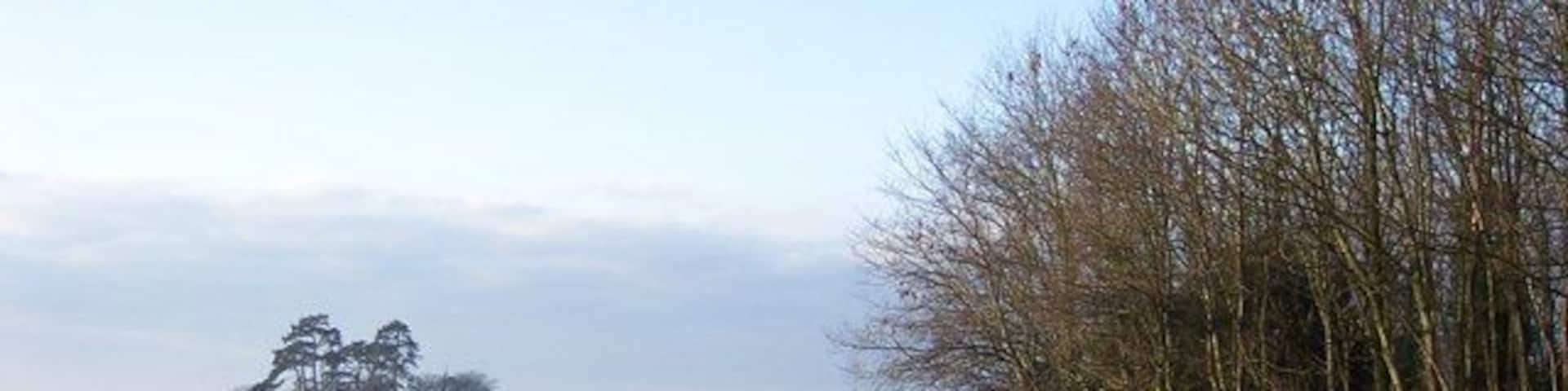 Sheep in the deerpark