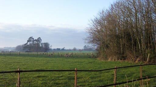 Sheep in the deerpark