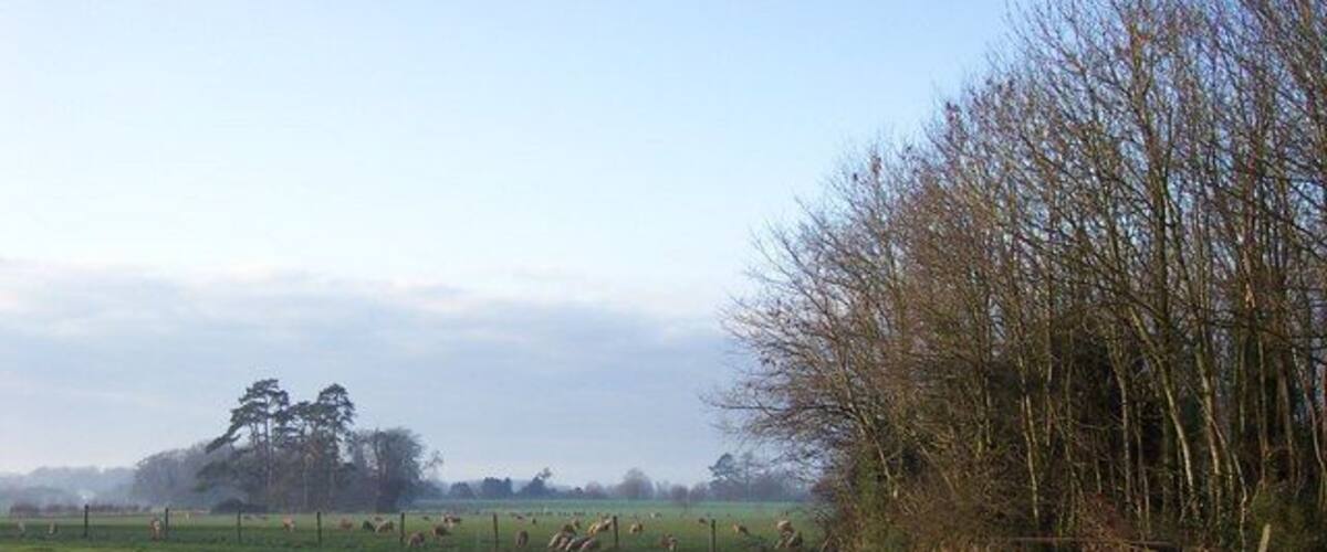A rural landscape with a green field, a wooden fence, and leafless trees.