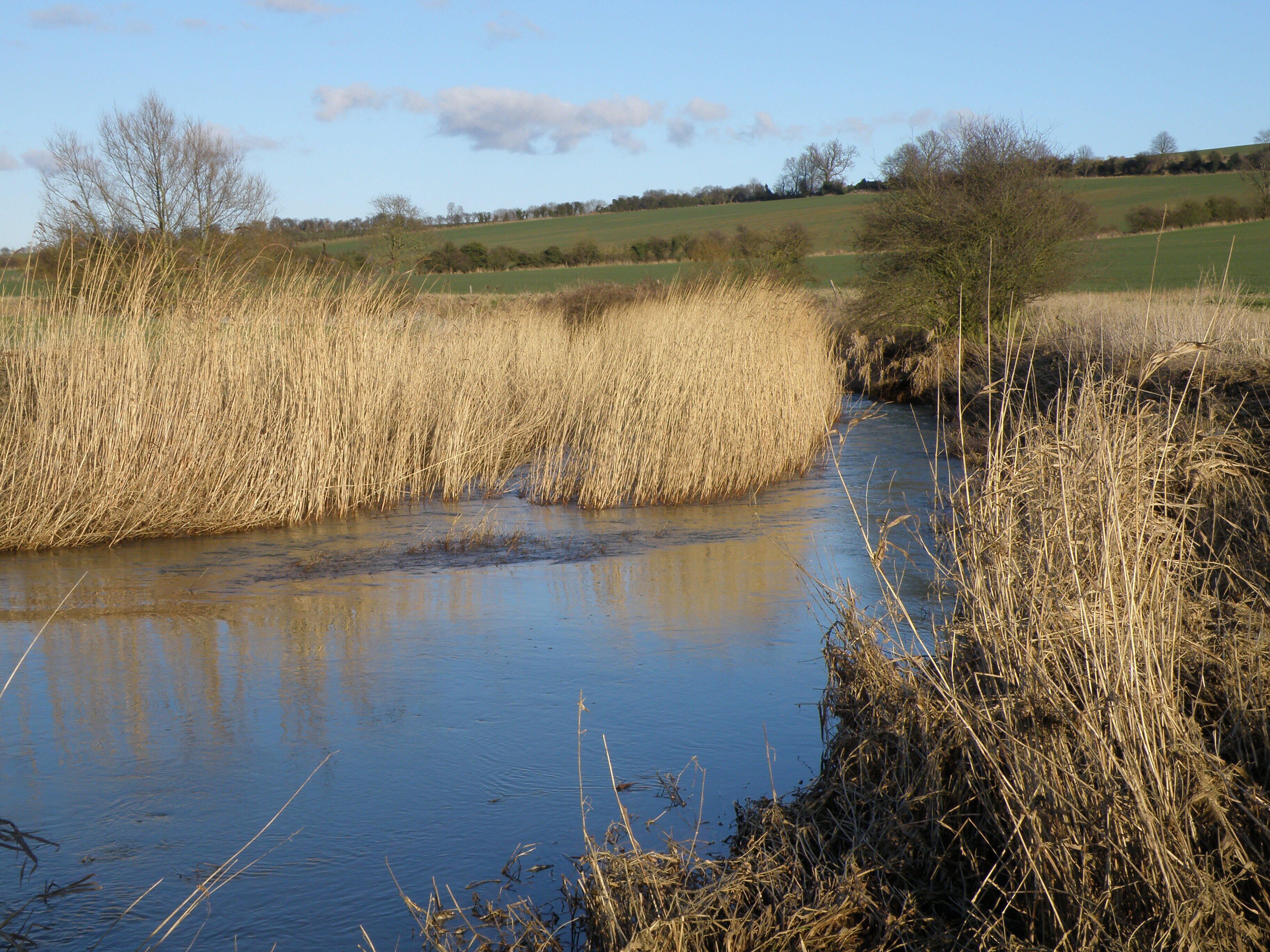 Reed bed in the Welland Surprising how a few reeds alter the flow and speed of the river.Stood and watched for ten minutes. Little things!